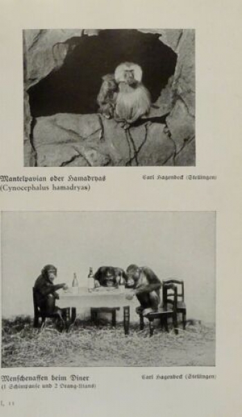 1926 - Rhesusaffen / Mantelpavian, Menschenaffen - alter Druck
